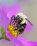 Cosmo with one Bee